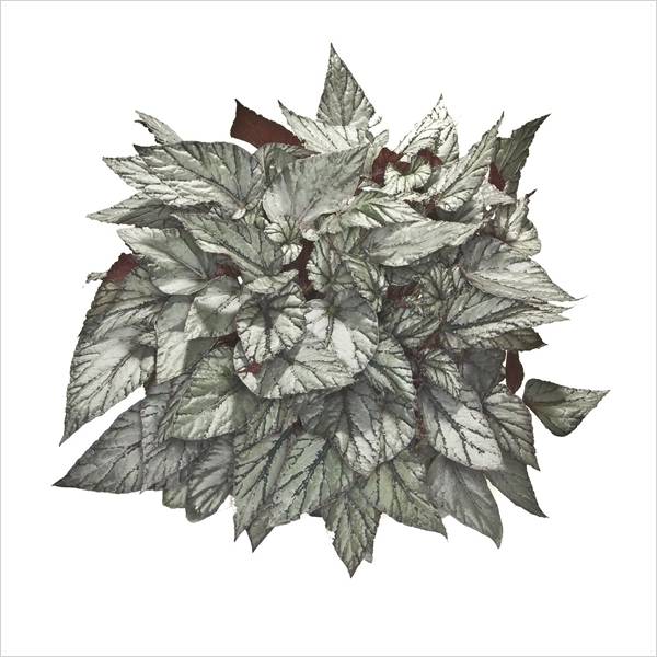 B. ‘Artic breeze’